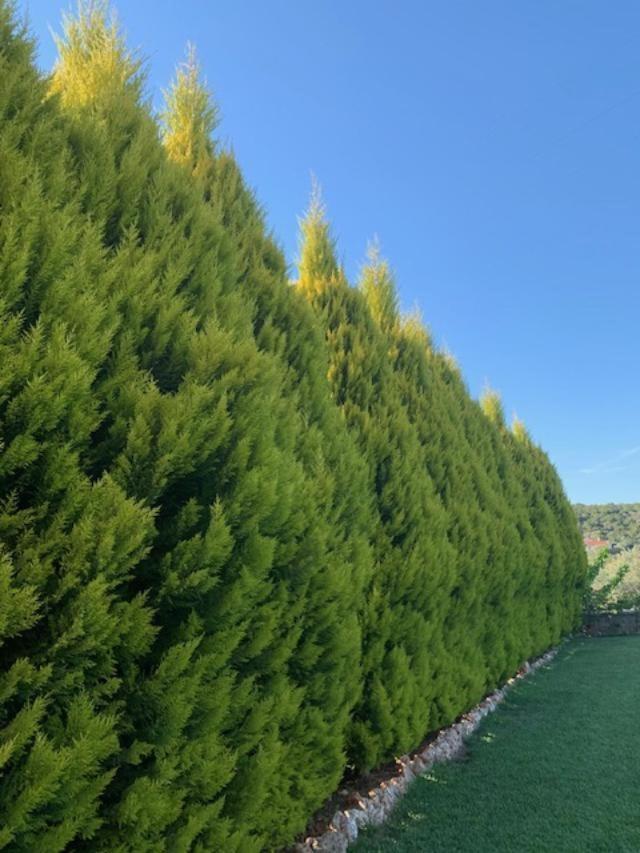 Villa Argie نيا إيبيدافروس المظهر الخارجي الصورة